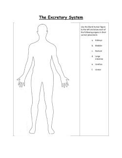 The Excretory System