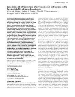Dynamics and ultrastructure of developmental cell fusions in the