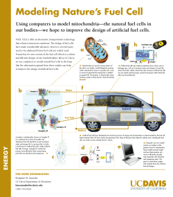 Modeling Nature`s Fuel Cell