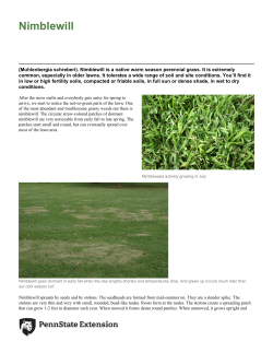 Nimblewill - Penn State Extension