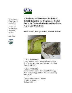 Copitarsia Asparagus Peru original