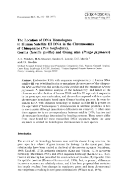 The location of DNA homologous to human satellite III DNA in the