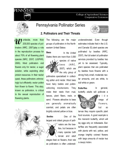 Pollinators and Their Threats