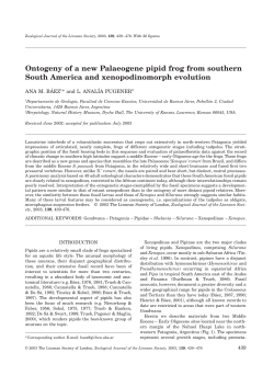 Ontogeny of a new Palaeogene pipid frog from southern South