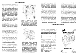 trace fossils