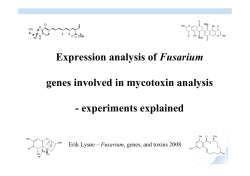 Expression analysis of Fusarium genes involved in mycotoxin