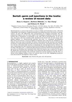 Sertoli–germ cell junctions in the testis