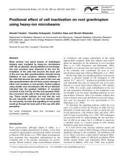 Positional effect of cell inactivation on root gravitropism using heavy
