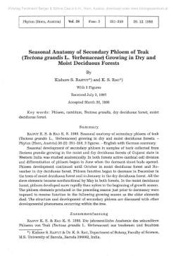 Seasonal Anatomy of Secondary Phloem of Teak