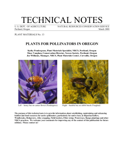 Oregon Plants for Pollinators