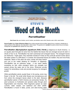 See pdf regarding this weed - WSU Extension