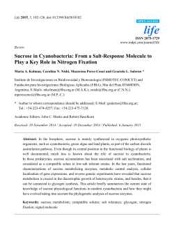 Sucrose in Cyanobacteria: From a Salt