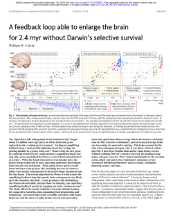 A feedback loop able to enlarge the brain for 2.4 myr