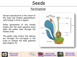 Fertilization