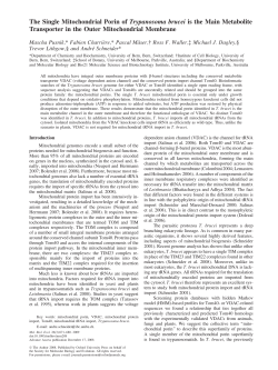 The Single Mitochondrial Porin of Trypanosoma brucei is the Main