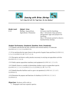 Dancing with Brine Shrimp:
