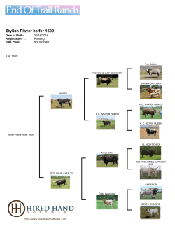 Stylish Player heifer 1609