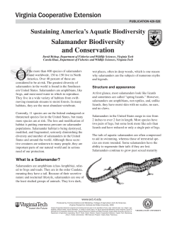Salamander Biodiversity and Conservation
