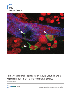 Primary Neuronal Precursors in Adult Crayfish
