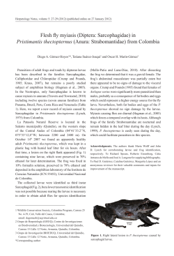 Flesh fly myiasis (Diptera: Sarcophagidae) in Pristimantis