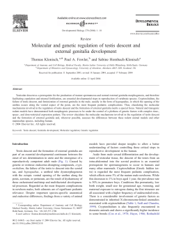 Molecular and genetic regulation of testis descent and external