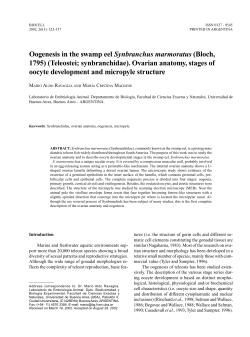 Oogenesis in the swamp eel Synbranchus