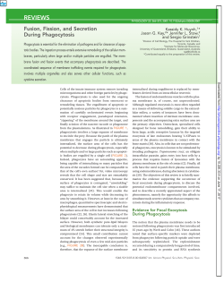 Fusion, Fission, and Secretion During Phagocytosis