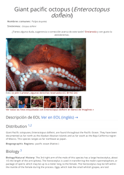 Giant pacific octopus (Enteroctopus dofleini)