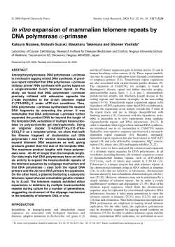 In vitro expansion of mammalian telomere