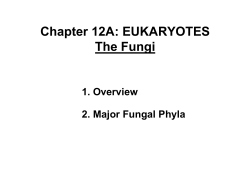 Chapter 12A: EUKARYOTES The Fungi