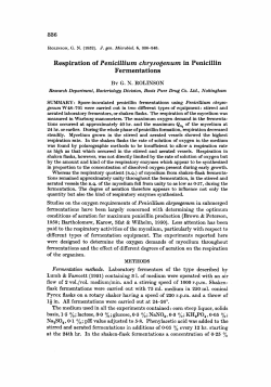 Respiration of Penicillium chrysogenum in Penicillin