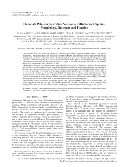 Elaborate Petals in Australian Spermacoce