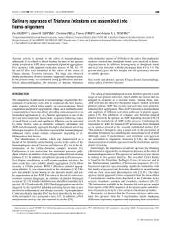 Salivary apyrases of Triatoma infestans are assembled into homo