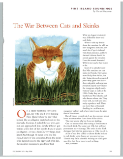 The War Between Cats and Skinks