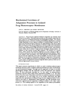 Biochemical Correlates of Adaptation Processes in Isolated Frog