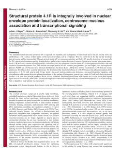 Structural protein 4.1R is integrally involved in nuclear envelope
