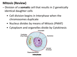 Mitosis (Review)