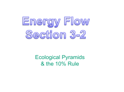 Ecological Pyramids Powerpoint
