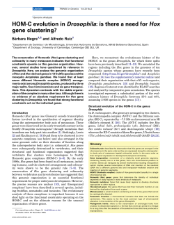 HOM-C evolution in Drosophila: is there a need for Hox gene