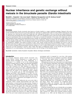 Nuclear inheritance and genetic exchange without meiosis in the