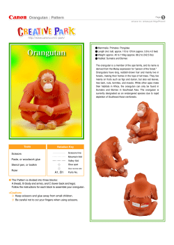 Orangutan : Pattern