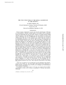 THE FINE STRUCTURE OF THE RENAL GLOMERULUS OF THE