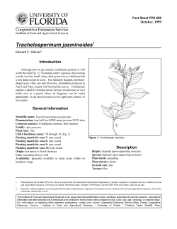 Trachelospermum jasminoides - Environmental Horticulture