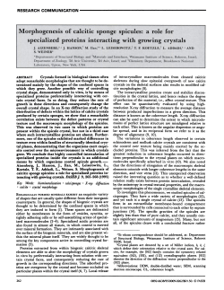 Morphogenesis of calcitic sponge spicules: a role for specialized