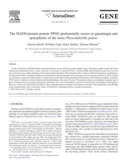 The MADS-domain protein PPM2 preferentially occurs