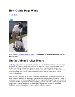 How Guide Dogs Work On the Job and After Hours