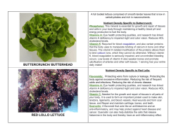 buttercrunch/ butterhead red lollo lettuce