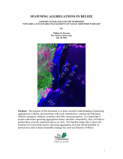 SPAWNING AGGREGATIONS IN BELIZE