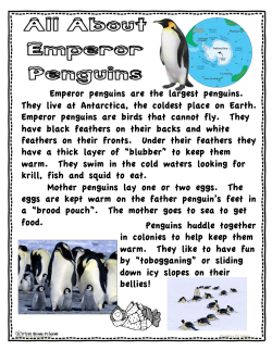 About Emperor Penguins