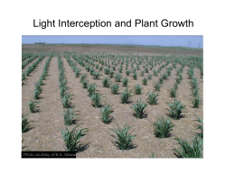 Light Interception and Plant Growth